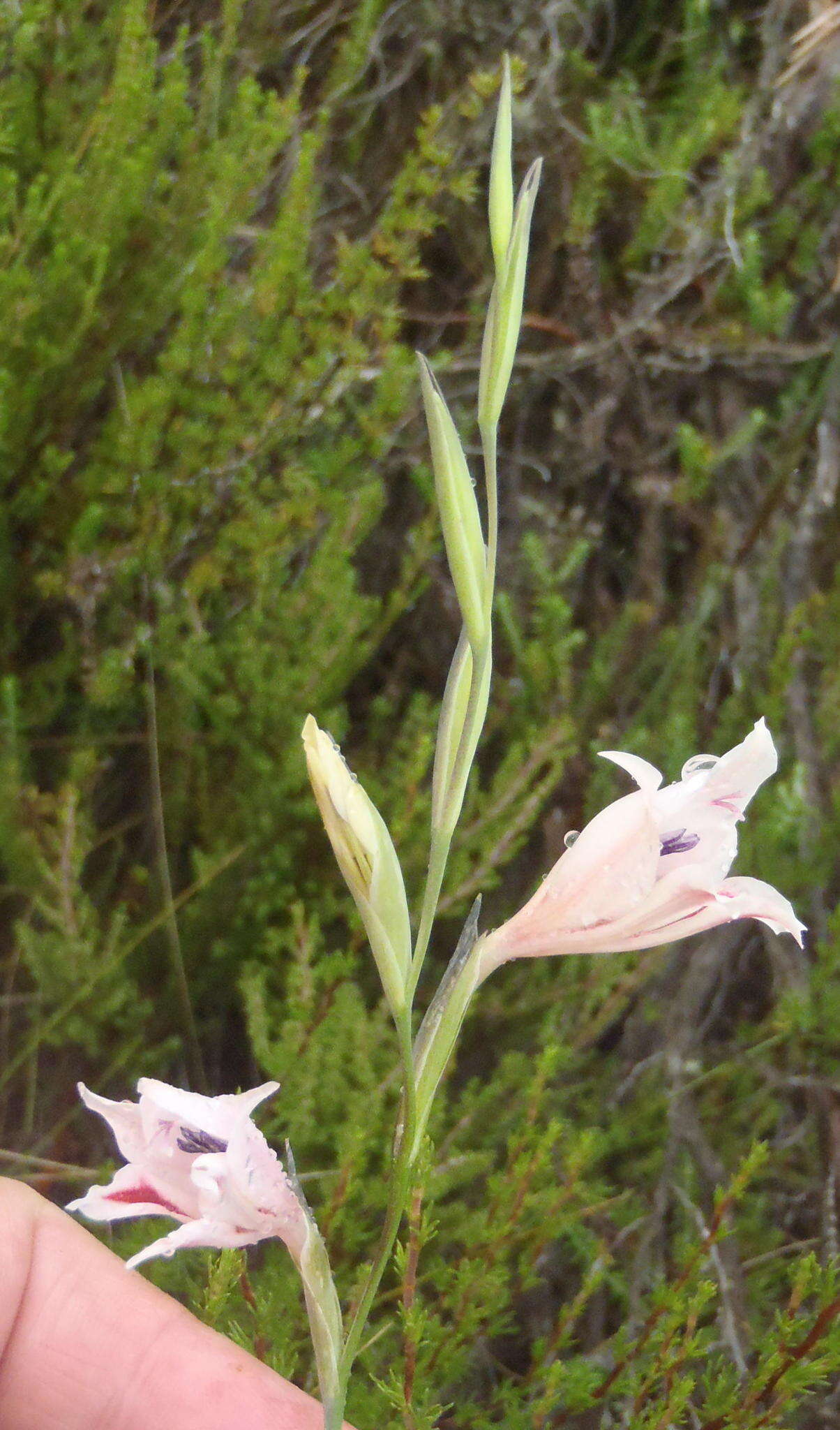 Plancia ëd Gladiolus nigromontanus Goldblatt