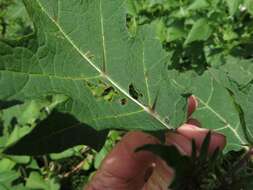 Image of Solanum aculeatissimum Jacquin