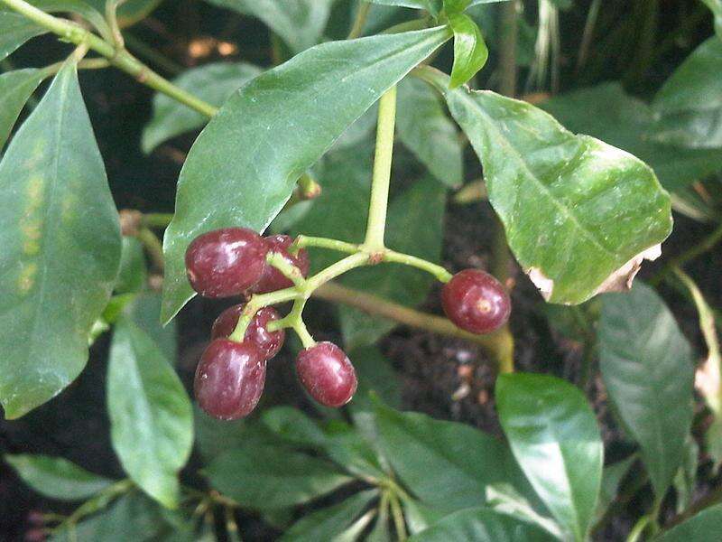 Image of wild coffee