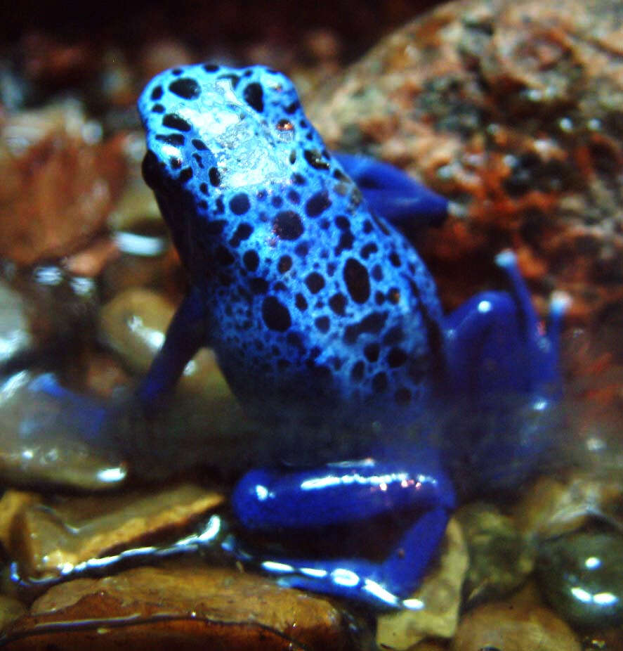 Image of Dendrobates azureus