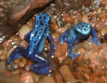 Image of Dendrobates azureus