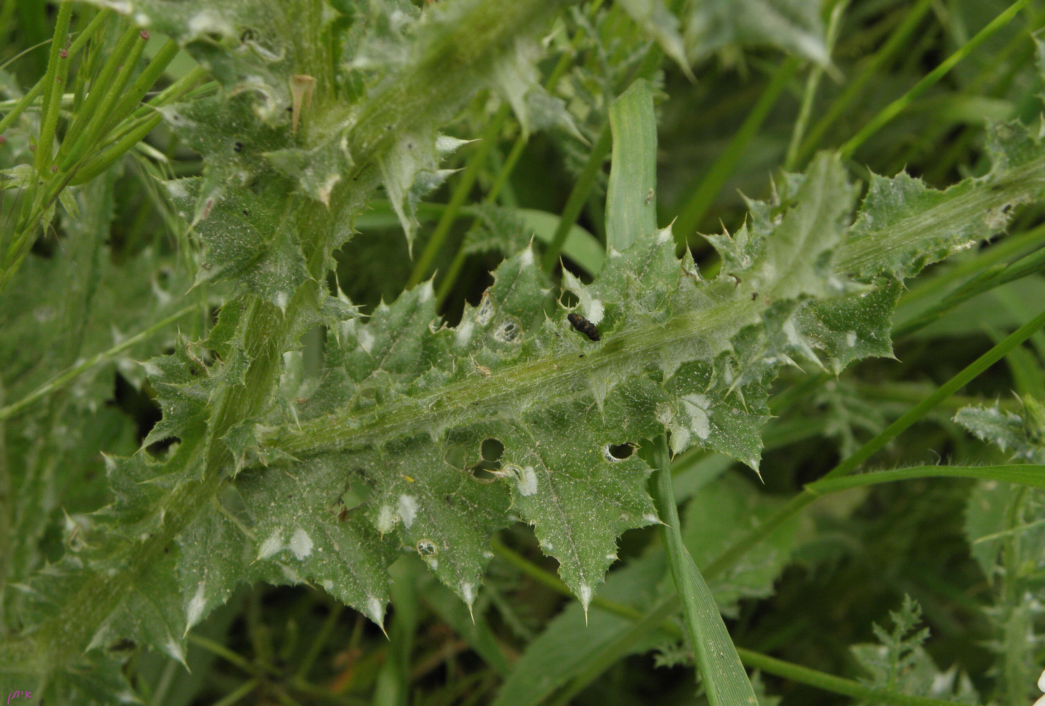 Image de Carduus argentatus L.