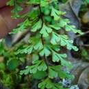 Image of Lindsaea trichomanoides Dryand.