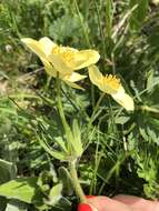 Plancia ëd Anemonastrum narcissiflorum subsp. chrysanthum (Ulbr.) Raus