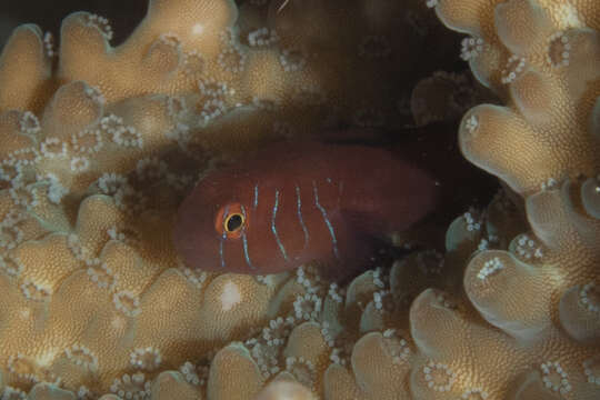 Image of Five-bar coral goby