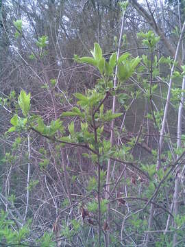 Imagem de Sambucus nigra L.