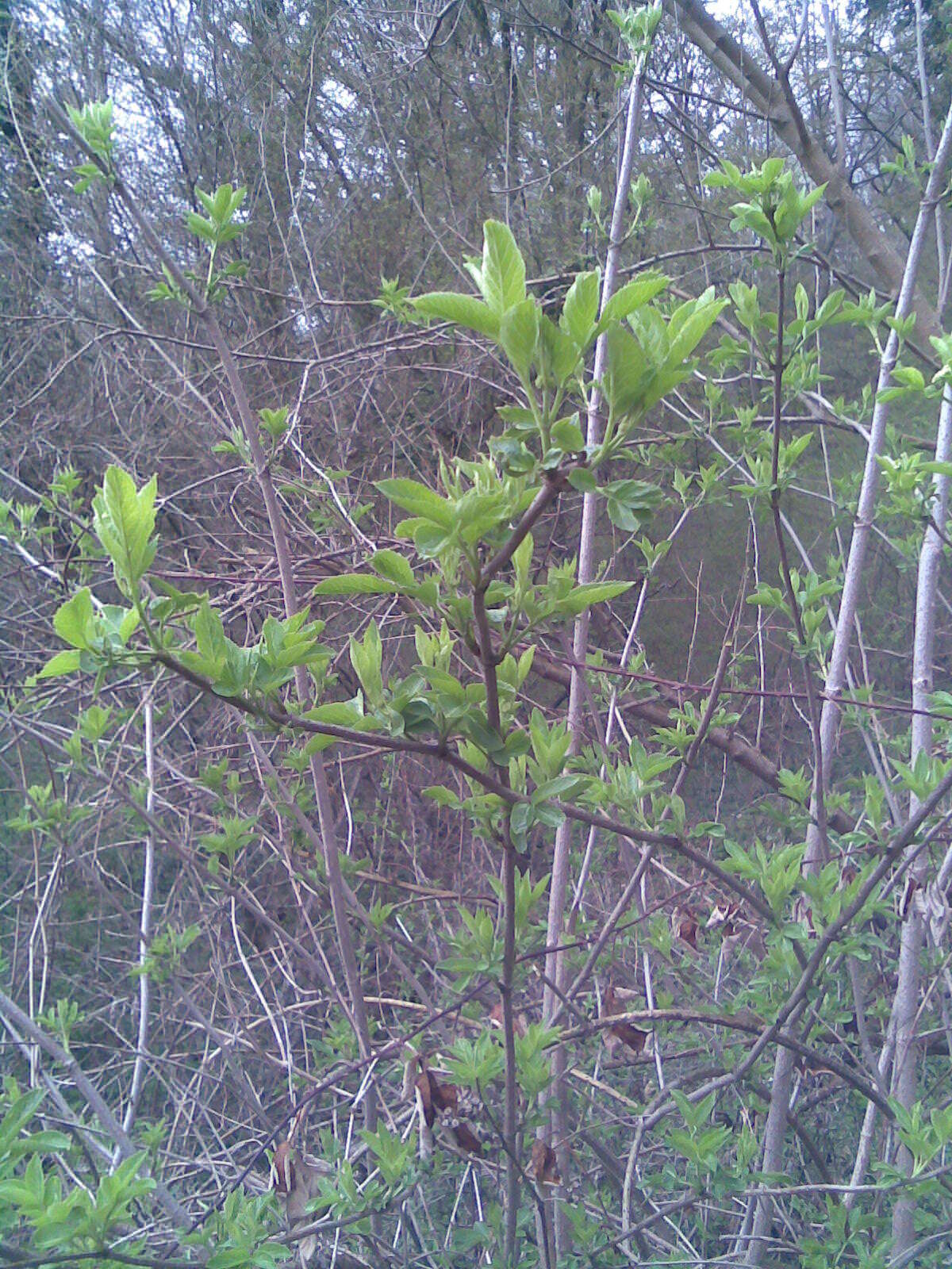 Imagem de Sambucus nigra L.