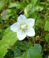 Image de Parnassie des Marais