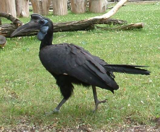 Image of Abyssinian Ground Hornbill