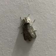 Image of Cossid moth