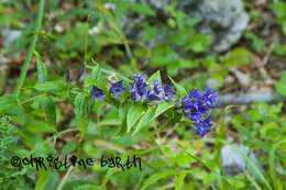 Gentiana asclepiadea L.的圖片