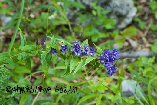 Gentiana asclepiadea L.的圖片