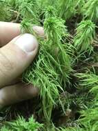 Imagem de Sphagnum rubiginosum Flatberg 1993