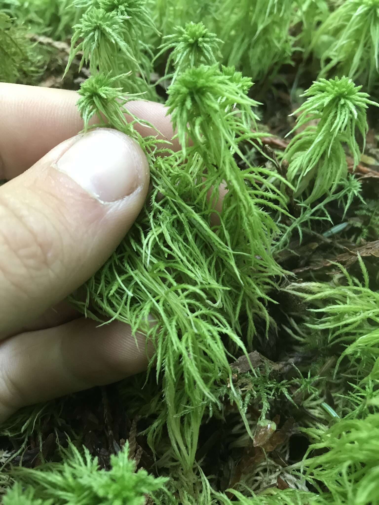 Imagem de Sphagnum rubiginosum Flatberg 1993