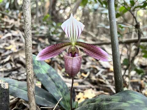 Image of Purple Paphiopedilum