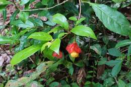 Image of Drymonia pendula (Poepp.) Wiehler