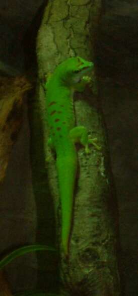 Phelsuma madagascariensis Gray 1831 resmi