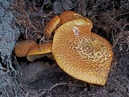 Image of Gymnopilus fulvosquamulosus Hesler 1969