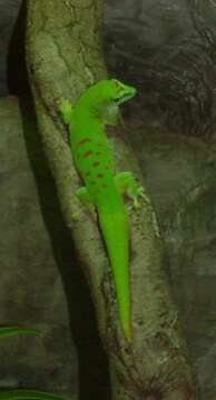 Phelsuma madagascariensis Gray 1831 resmi