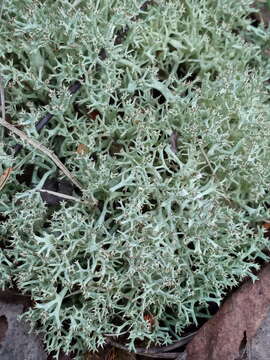 Image of Cladonia uncialis subsp. uncialis (L.) Weber ex F. H. Wigg.