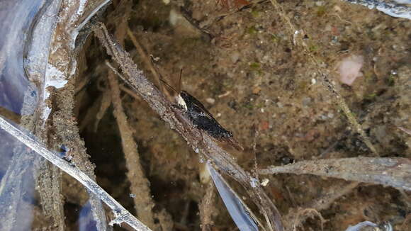 Image of Black-sided Pygmy Grasshopper