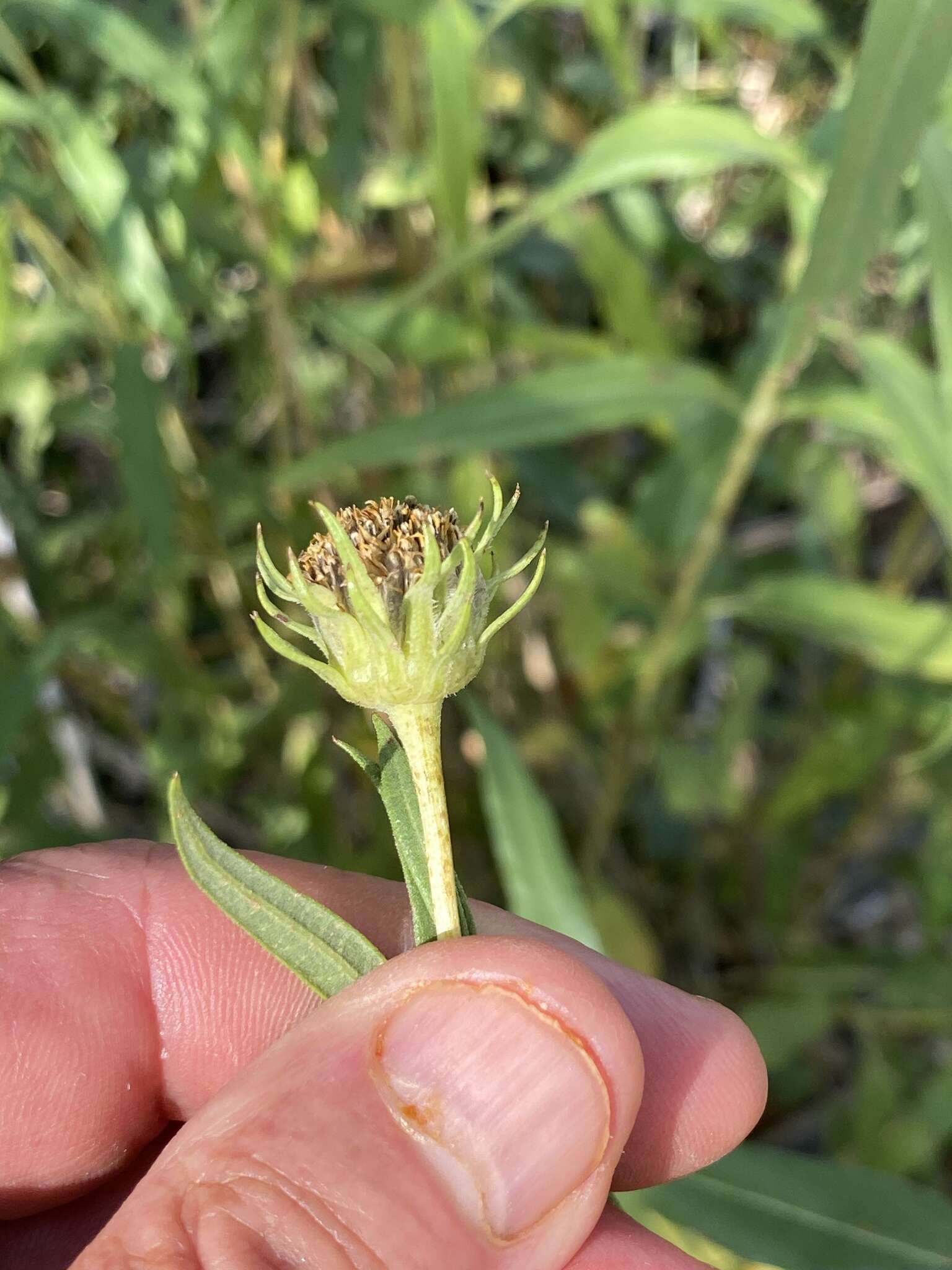 Image of Nuttall's sunflower