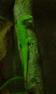 Image of Madagascar Day Gecko