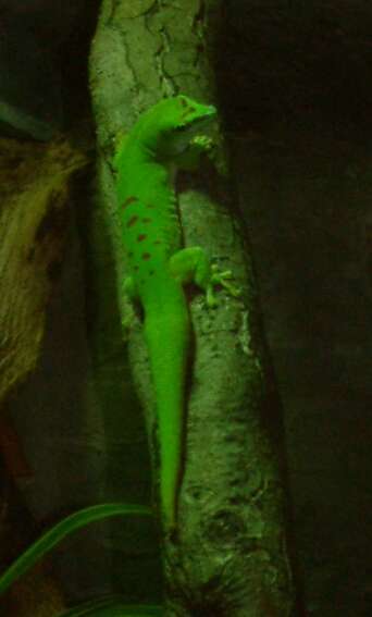 Phelsuma madagascariensis Gray 1831 resmi