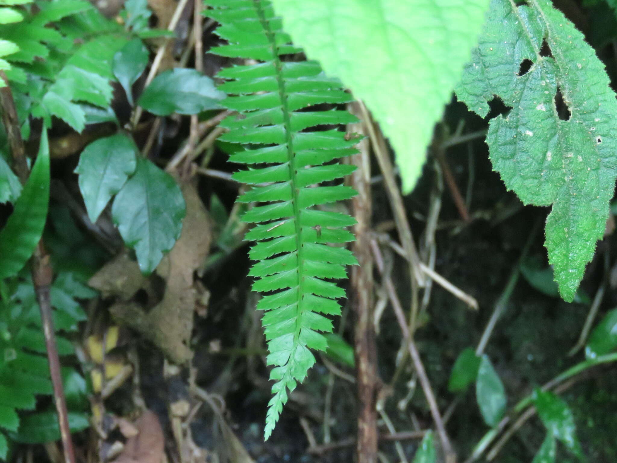 Plancia ëd Polystichum hancockii (Hance) Diels