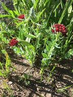 Image of ledge stonecrop