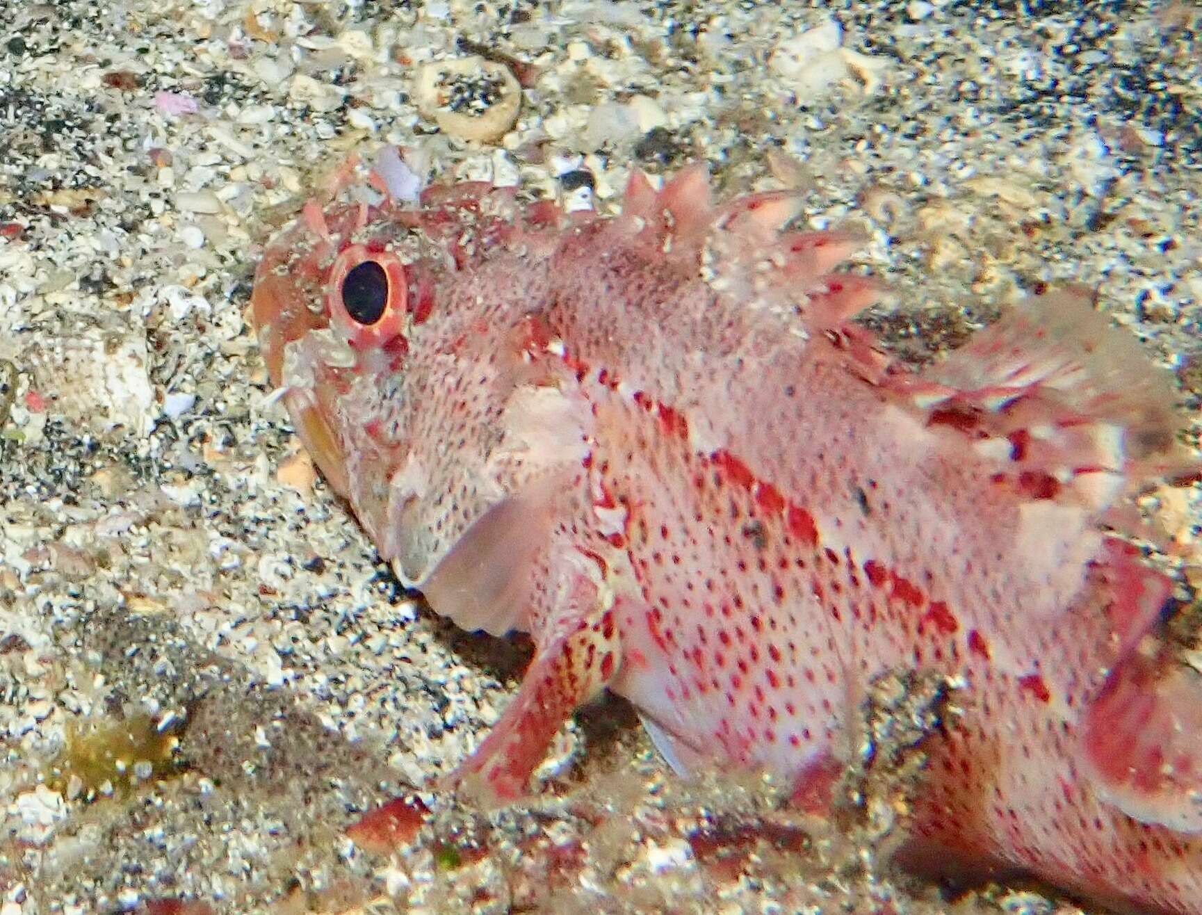 Image of Rainbow scorpionfish