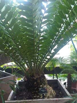 Image of Kozi Cycad