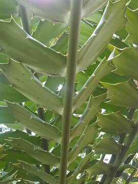 Image of Kozi Cycad