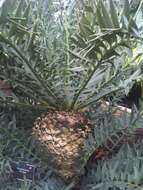 Image of Eastern Cape Blue Cycad