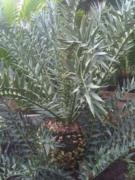 Image of Eastern Cape Blue Cycad