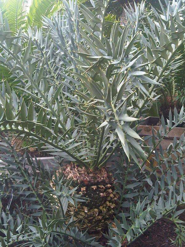 Image of Eastern Cape Blue Cycad