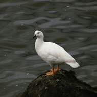 Image of Kelp Goose