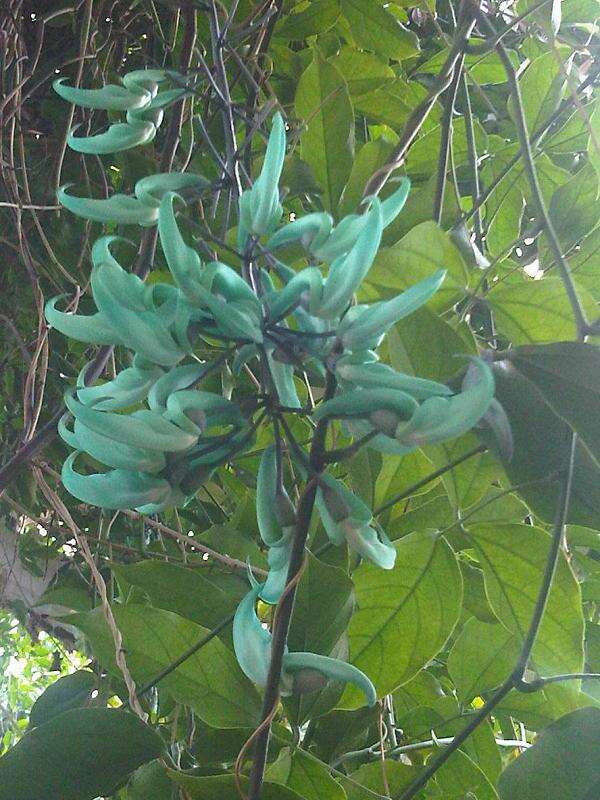 Image of Jade Vine