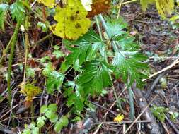 Image of cut-leaved bramble