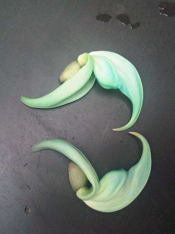 Image of Jade Vine