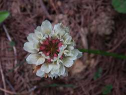 Imagem de Trifolium pallescens Schreb.