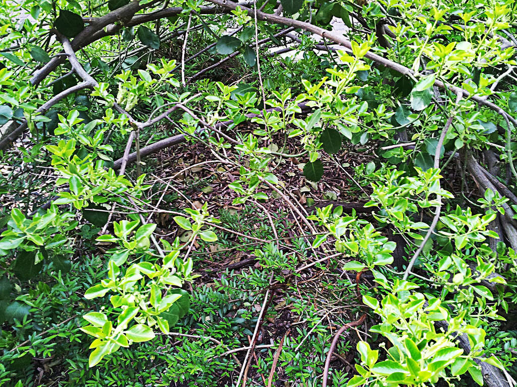 Imagem de Euonymus fortunei (Turcz.) Hand.-Mazz.