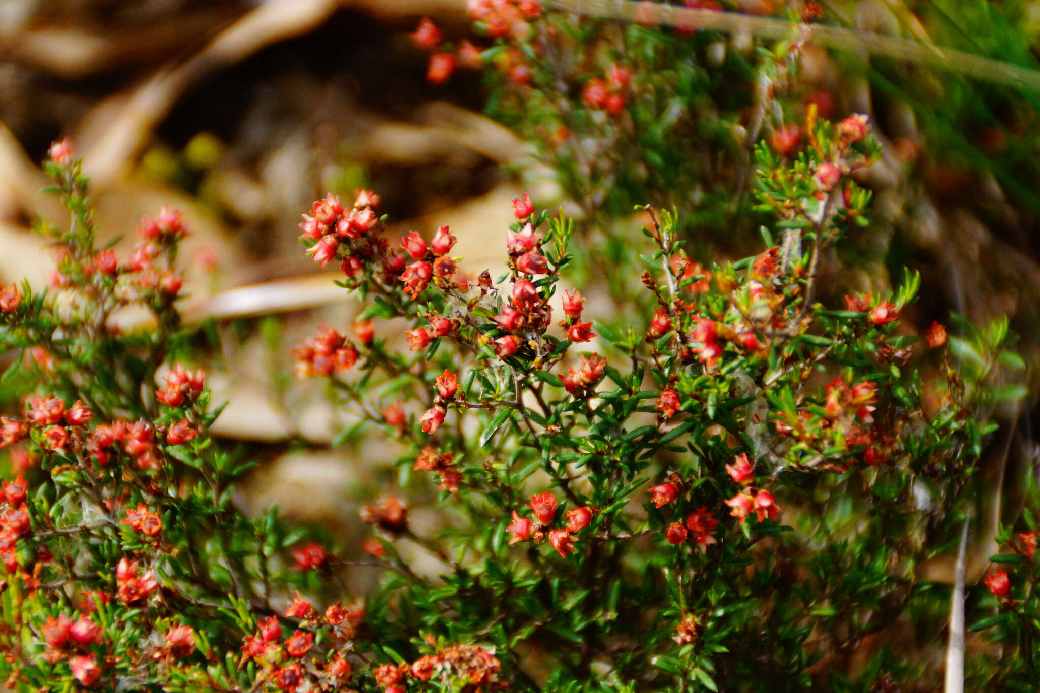 Image of Cryptandra tomentosa Lindl.