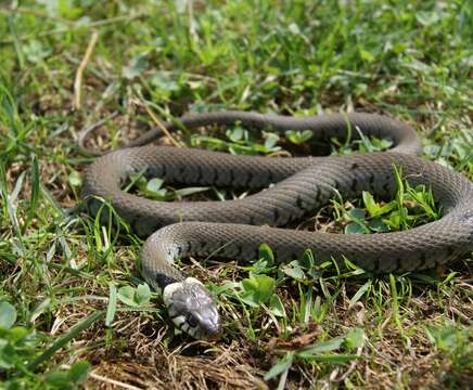 Image of Grass Snake