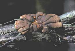 Image of Hypocreopsis amplectens T. W. May & P. R. Johnst. 2007