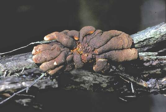 Слика од Hypocreopsis amplectens T. W. May & P. R. Johnst. 2007