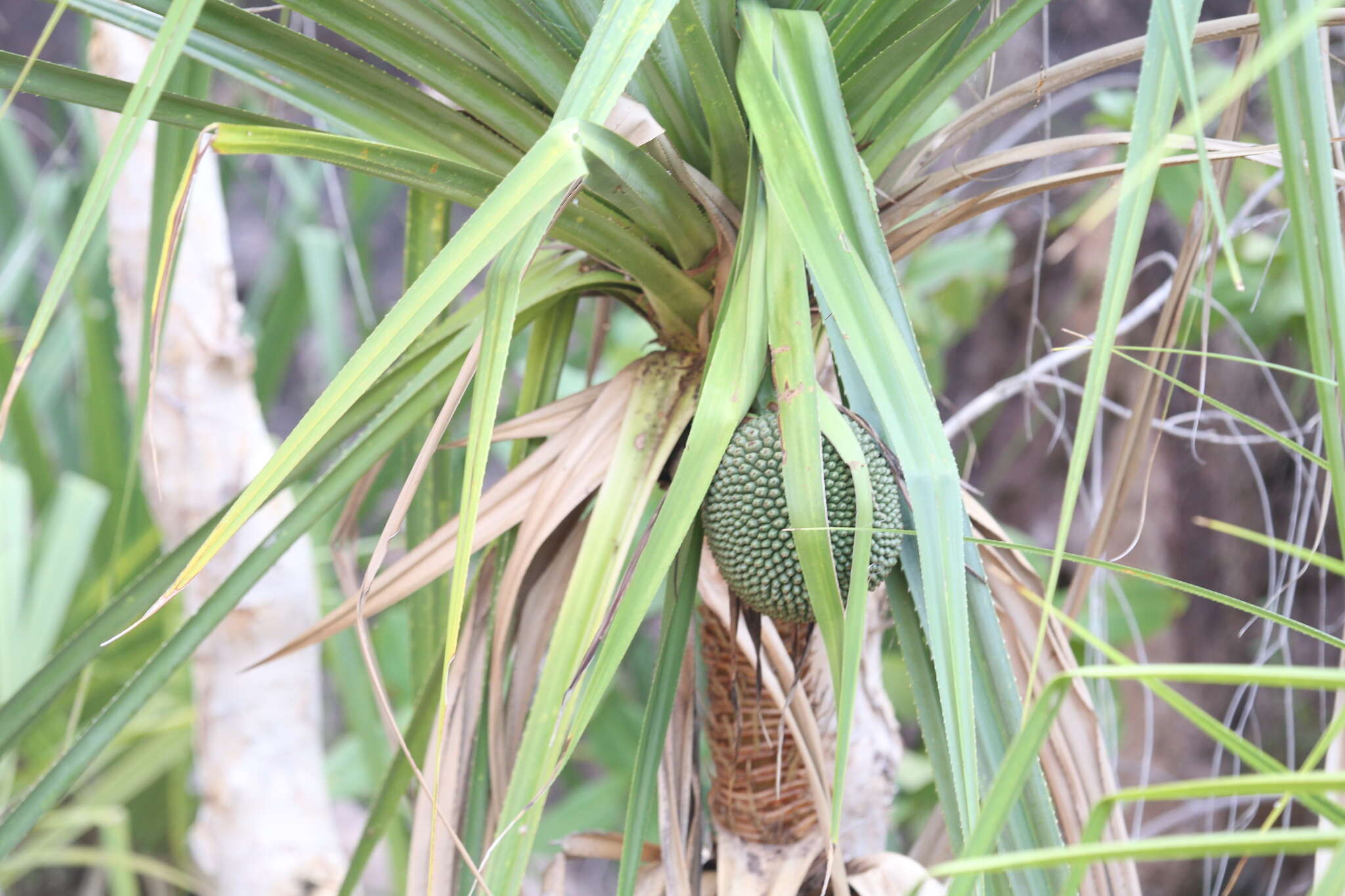 Image of Pandanus aquaticus F. Muell.