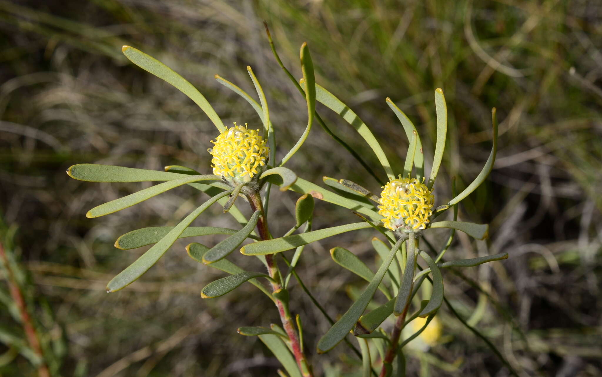 Image of Leucadendron cinereum (Sol. ex Aiton) R. Br.