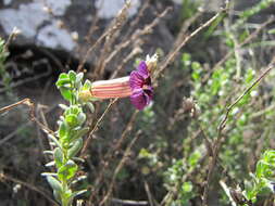 Imagem de Peliostomum virgatum E. Mey. ex Benth.