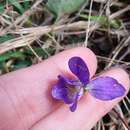 Sivun Viola septemloba Le Conte kuva